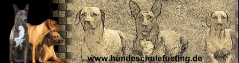 Hundeschule & Verhaltenstherapie Füting