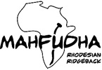MAHFUDHA Rhodesian Ridgeback