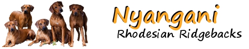 NYANGANI Rhodesian Ridgebacks