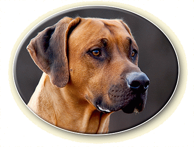 Rhodesian Ridgeback Plattform mit Informationen zu Welpen, Züchtern und Deckrüden